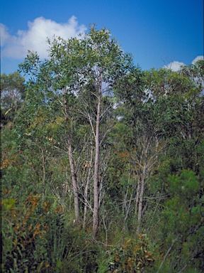 APII jpeg image of Angophora bakeri subsp. crassifolia  © contact APII