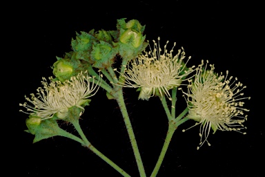 APII jpeg image of Angophora melanoxylon  © contact APII