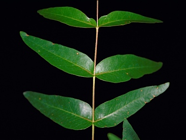 APII jpeg image of Eucalyptus nobilis  © contact APII