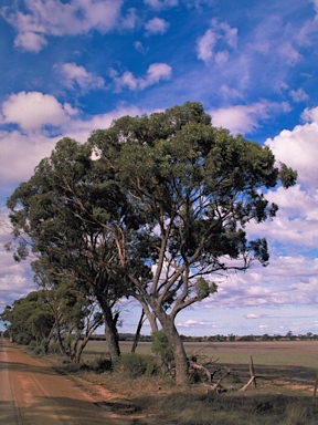 APII jpeg image of Eucalyptus aequioperta  © contact APII