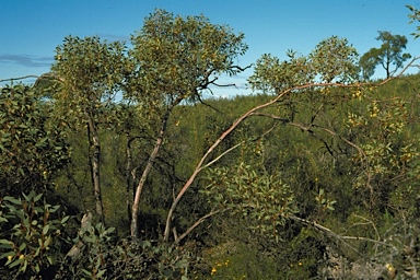 APII jpeg image of Eucalyptus annuliformis  © contact APII