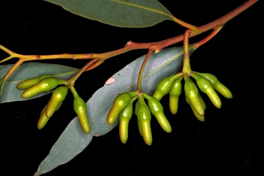 APII jpeg image of Eucalyptus astringens subsp. astringens  © contact APII