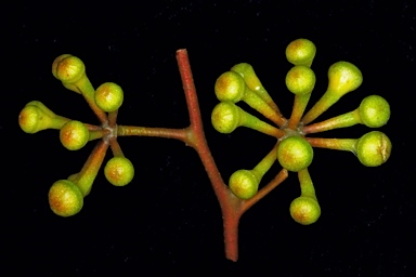 APII jpeg image of Eucalyptus brevistylis  © contact APII