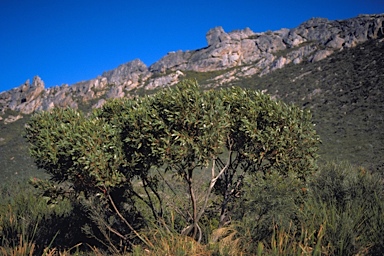 APII jpeg image of Eucalyptus burdettiana  © contact APII