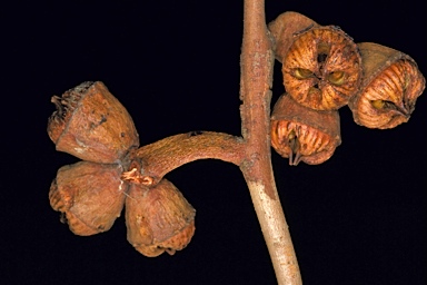 APII jpeg image of Eucalyptus burdettiana  © contact APII