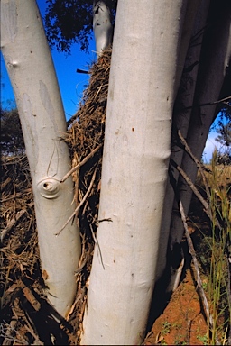 APII jpeg image of Corymbia ferriticola  © contact APII