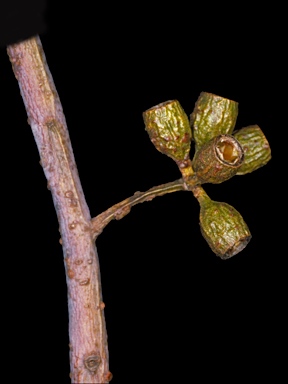 APII jpeg image of Eucalyptus capillosa subsp. capillosa  © contact APII