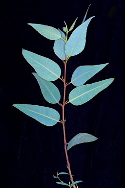 APII jpeg image of Eucalyptus carnei  © contact APII