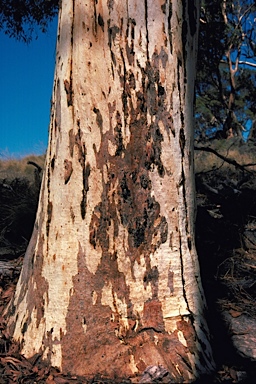 APII jpeg image of Eucalyptus cladocalyx  © contact APII