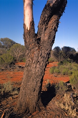 APII jpeg image of Eucalyptus clelandiorum  © contact APII