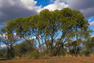 APII jpeg image of Eucalyptus cuprea  © contact APII