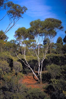 APII jpeg image of Eucalyptus cylindriflora  © contact APII