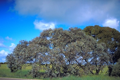 APII jpeg image of Eucalyptus cretata  © contact APII