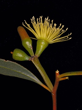 APII jpeg image of Eucalyptus depauperata  © contact APII