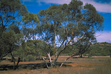 APII jpeg image of Eucalyptus dumosa  © contact APII