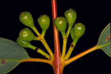 APII jpeg image of Eucalyptus ebbanoensis subsp. photina  © contact APII