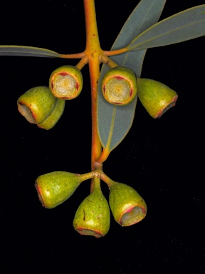 APII jpeg image of Eucalyptus eudesmioides  © contact APII