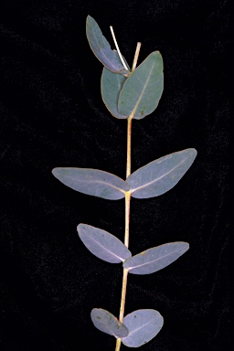 APII jpeg image of Eucalyptus eudesmioides  © contact APII