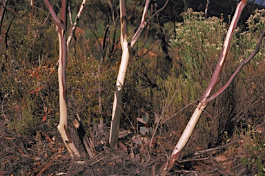 APII jpeg image of Eucalyptus flindersii  © contact APII