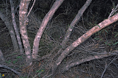 APII jpeg image of Eucalyptus foecunda  © contact APII