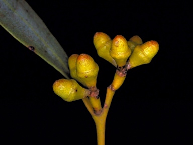 APII jpeg image of Eucalyptus foliosa  © contact APII