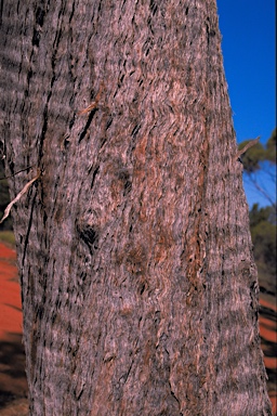 APII jpeg image of Eucalyptus formanii  © contact APII