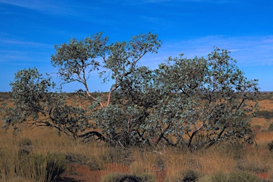 APII jpeg image of Eucalyptus gamophylla  © contact APII