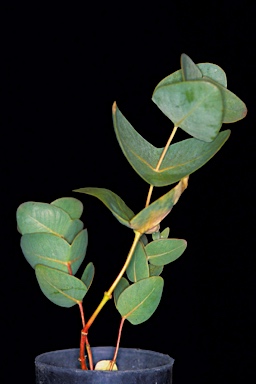 APII jpeg image of Eucalyptus gamophylla  © contact APII