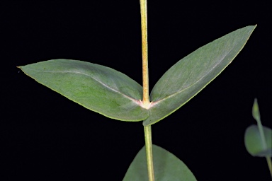 APII jpeg image of Eucalyptus gillii - socialis  © contact APII