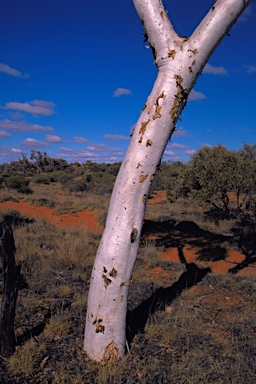 APII jpeg image of Eucalyptus gongylocarpa  © contact APII