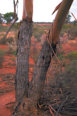 APII jpeg image of Eucalyptus longissima  © contact APII