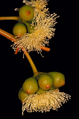 APII jpeg image of Eucalyptus gypsophila  © contact APII