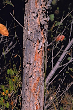 APII jpeg image of Corymbia haematoxylon  © contact APII