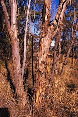 APII jpeg image of Eucalyptus hebetifolia  © contact APII