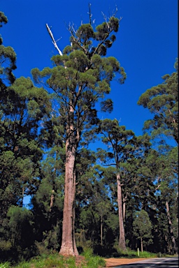 APII jpeg image of Eucalyptus jacksonii  © contact APII