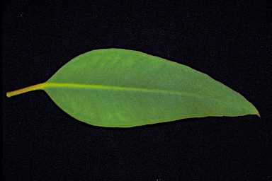 APII jpeg image of Eucalyptus alatissima subsp. alatissima  © contact APII