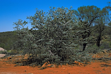 APII jpeg image of Eucalyptus kruseana  © contact APII