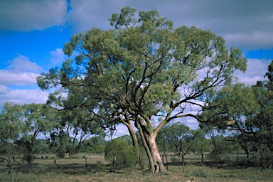 APII jpeg image of Eucalyptus largiflorens  © contact APII