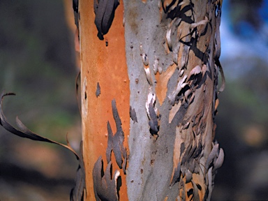 APII jpeg image of Eucalyptus livida  © contact APII