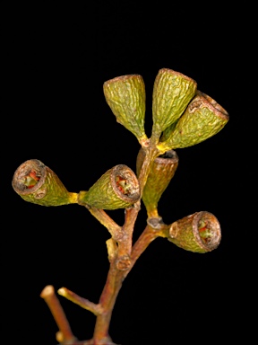 APII jpeg image of Eucalyptus loxophleba subsp. gratiae  © contact APII