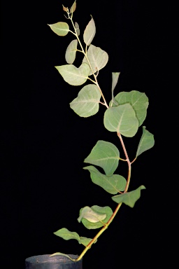 APII jpeg image of Eucalyptus loxophleba subsp. lissophloia  © contact APII