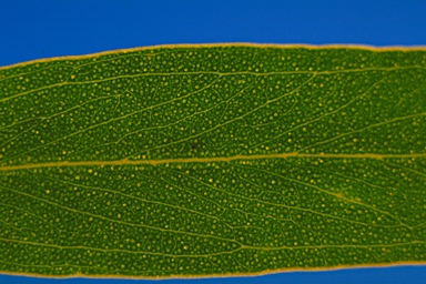 APII jpeg image of Eucalyptus loxophleba subsp. supralaevis  © contact APII