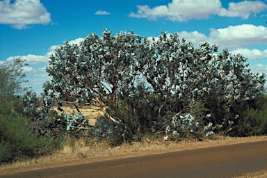 APII jpeg image of Eucalyptus macrocarpa subsp. macrocarpa  © contact APII