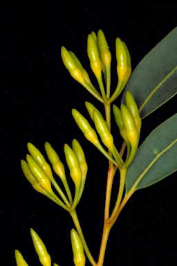 APII jpeg image of Eucalyptus marginata subsp. marginata  © contact APII