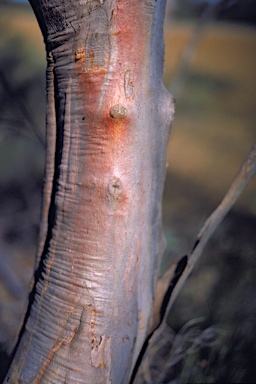 APII jpeg image of Eucalyptus micranthera  © contact APII