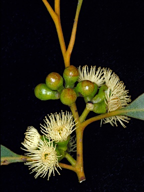 APII jpeg image of Eucalyptus micranthera  © contact APII