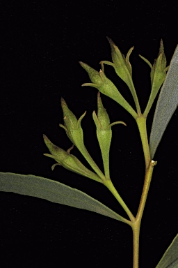 APII jpeg image of Eucalyptus mimica subsp. mimica  © contact APII