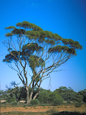 APII jpeg image of Eucalyptus oleosa subsp. oleosa  © contact APII