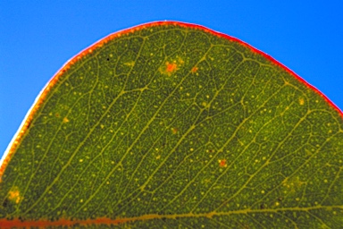 APII jpeg image of Eucalyptus orbifolia  © contact APII