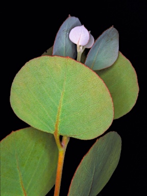 APII jpeg image of Eucalyptus orbifolia  © contact APII